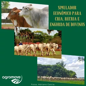 SimuladorCria_Recria_Engorda