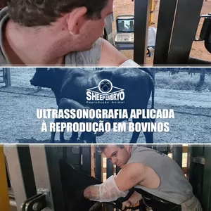 ULTRASSONOGRAFIA-APLICADA-A-REPRODUCAO-DE-BOVINOS